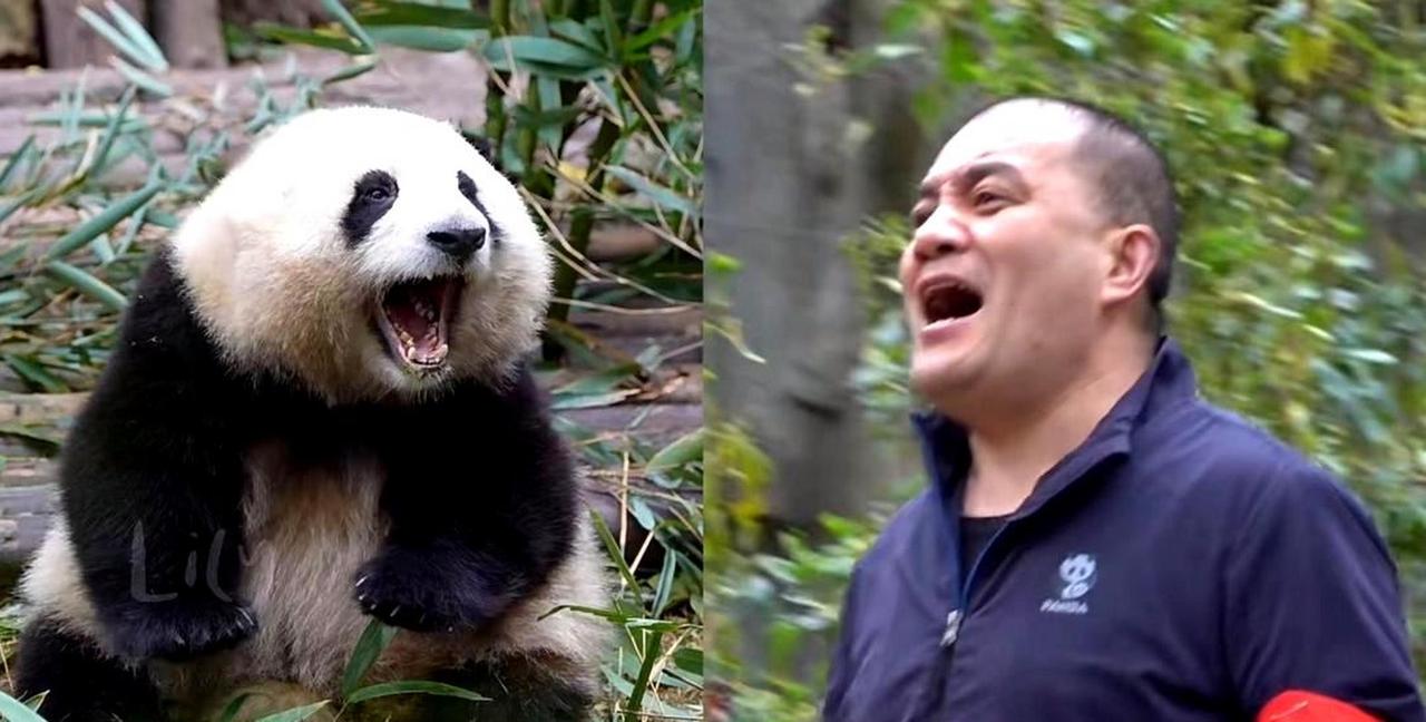 大熊猫能听懂人类说话吗?
大熊猫可以听懂人类说话吗

每次去看熊猫，总有人对着玻