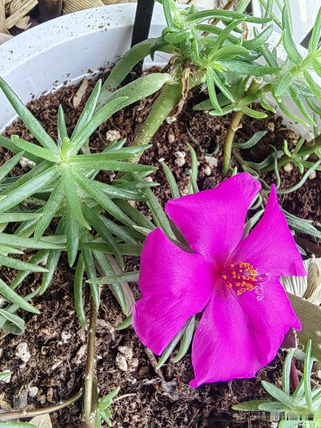 浅夏里的一抹温情
早上我走进厨房，看到阳台上有一抹亮色映入眼帘，我走过去一看，居