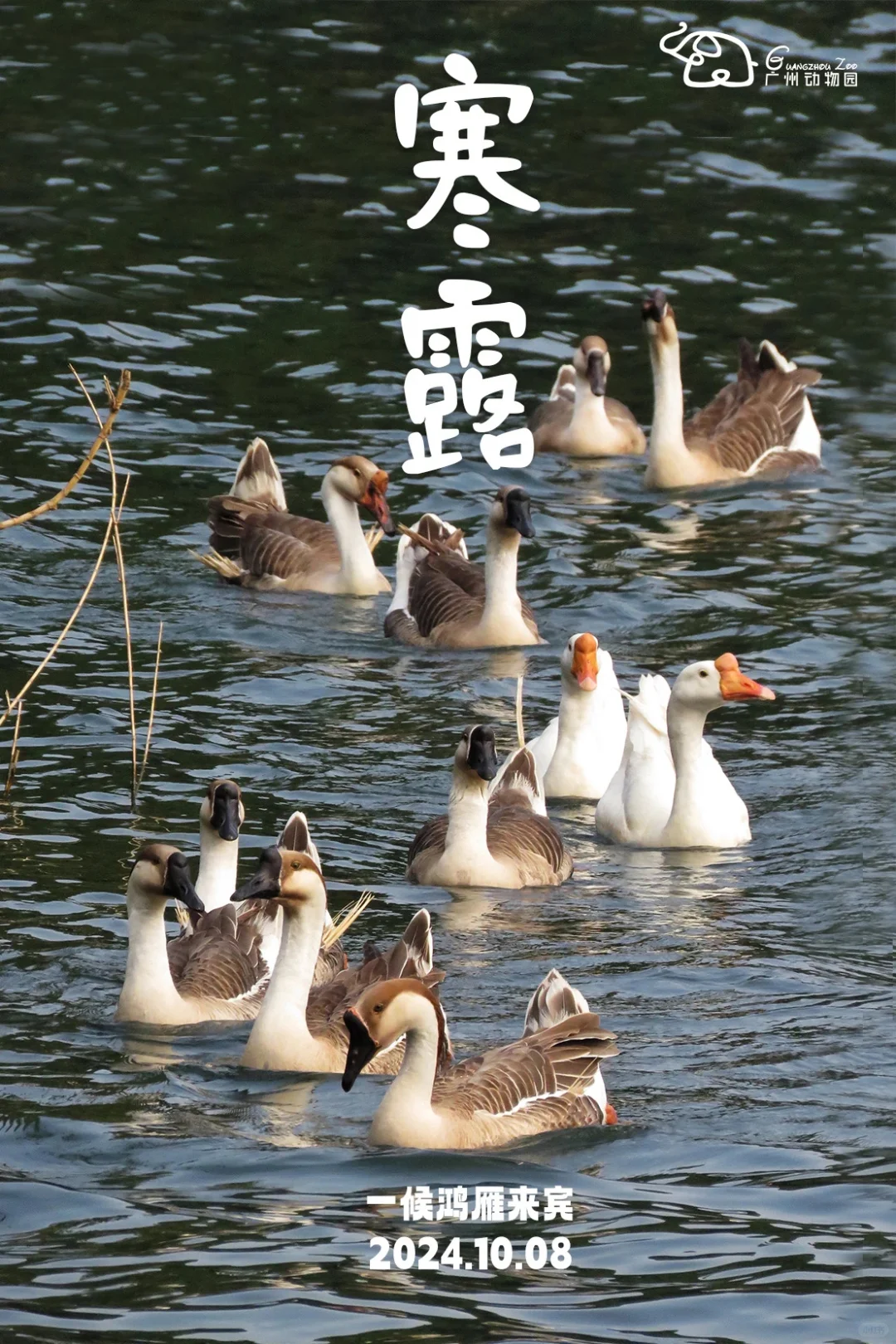 【二十四节气】寒露