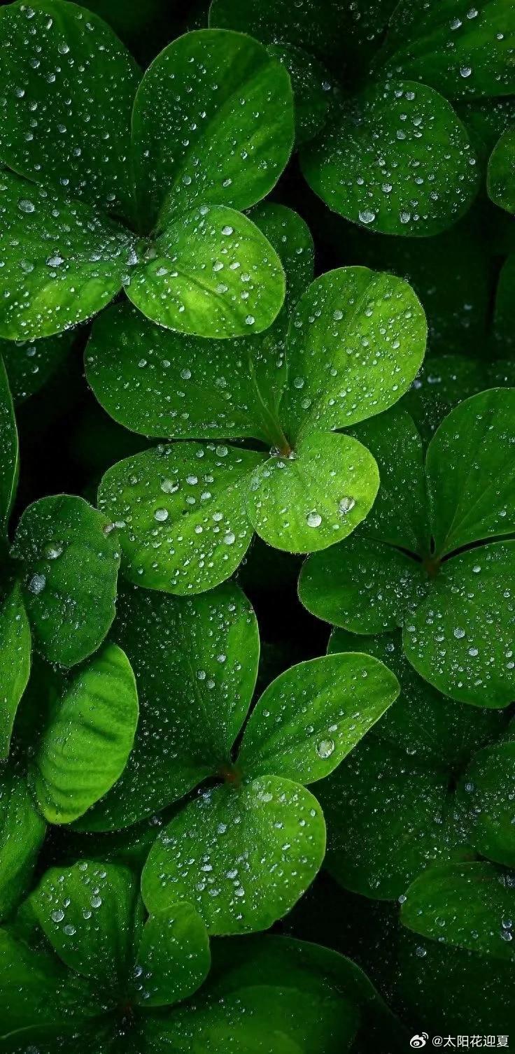 雨落青枝，满目清绿，静享自然～寻美河南 ​​​
