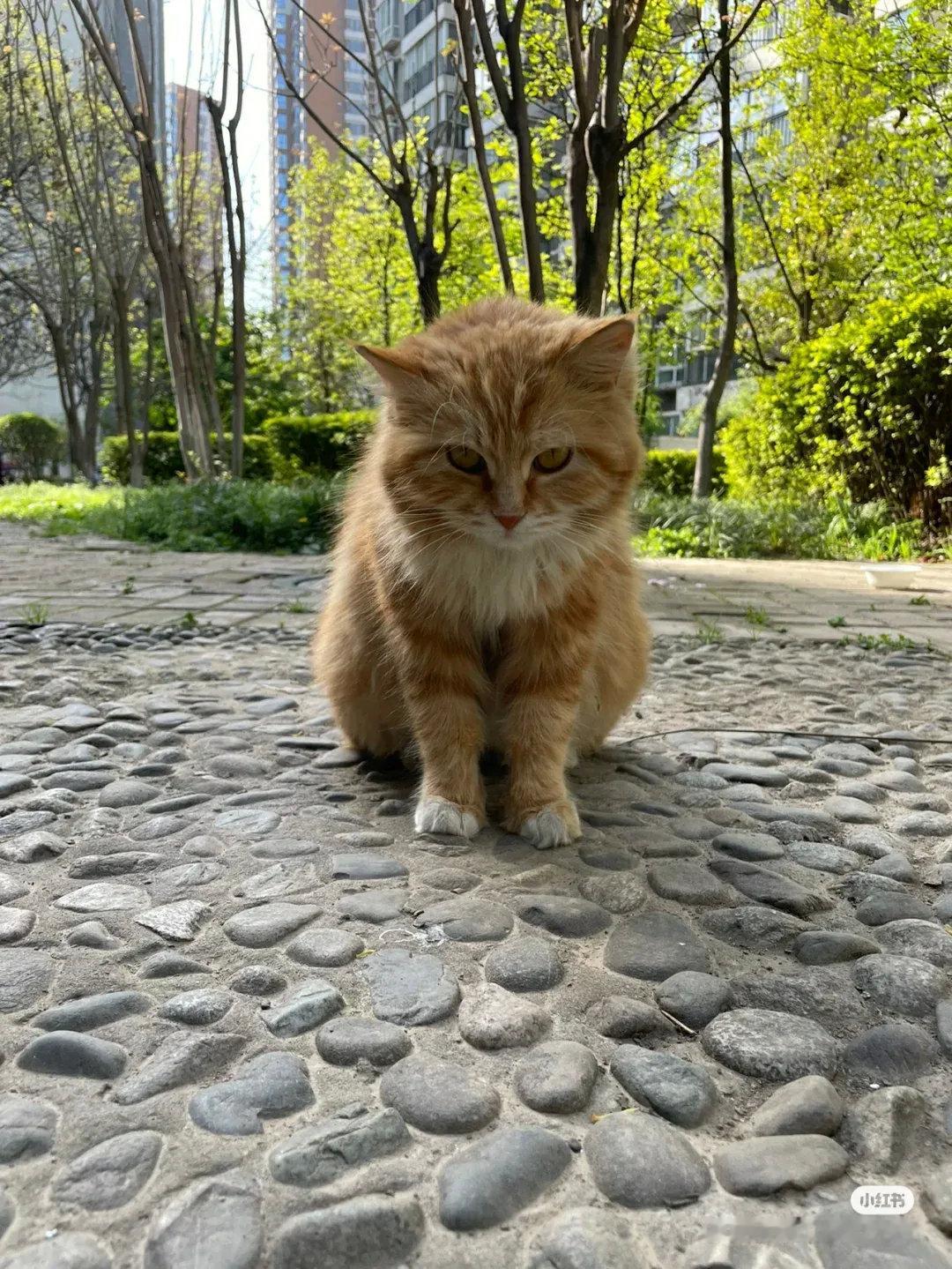 吃了我的猫粮，就乖乖摆好姿势拍照了。小🍊和小小🍊靓照一组，送给各位姐姐姨姨。