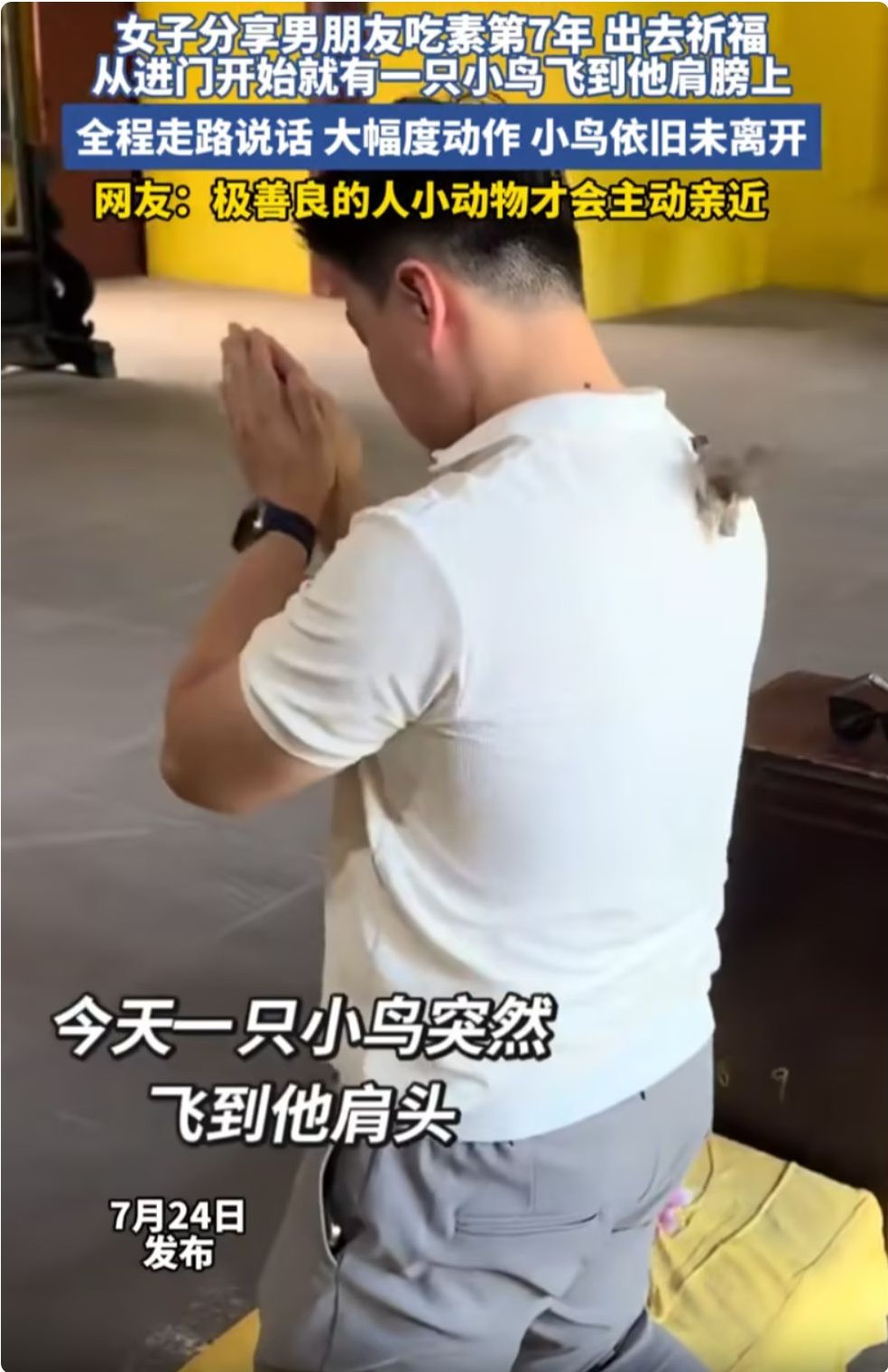 男子吃素七年，去还愿时被一只小鸟“赖”上，赶都赶不走，喂食也不吃，最后找了个安全