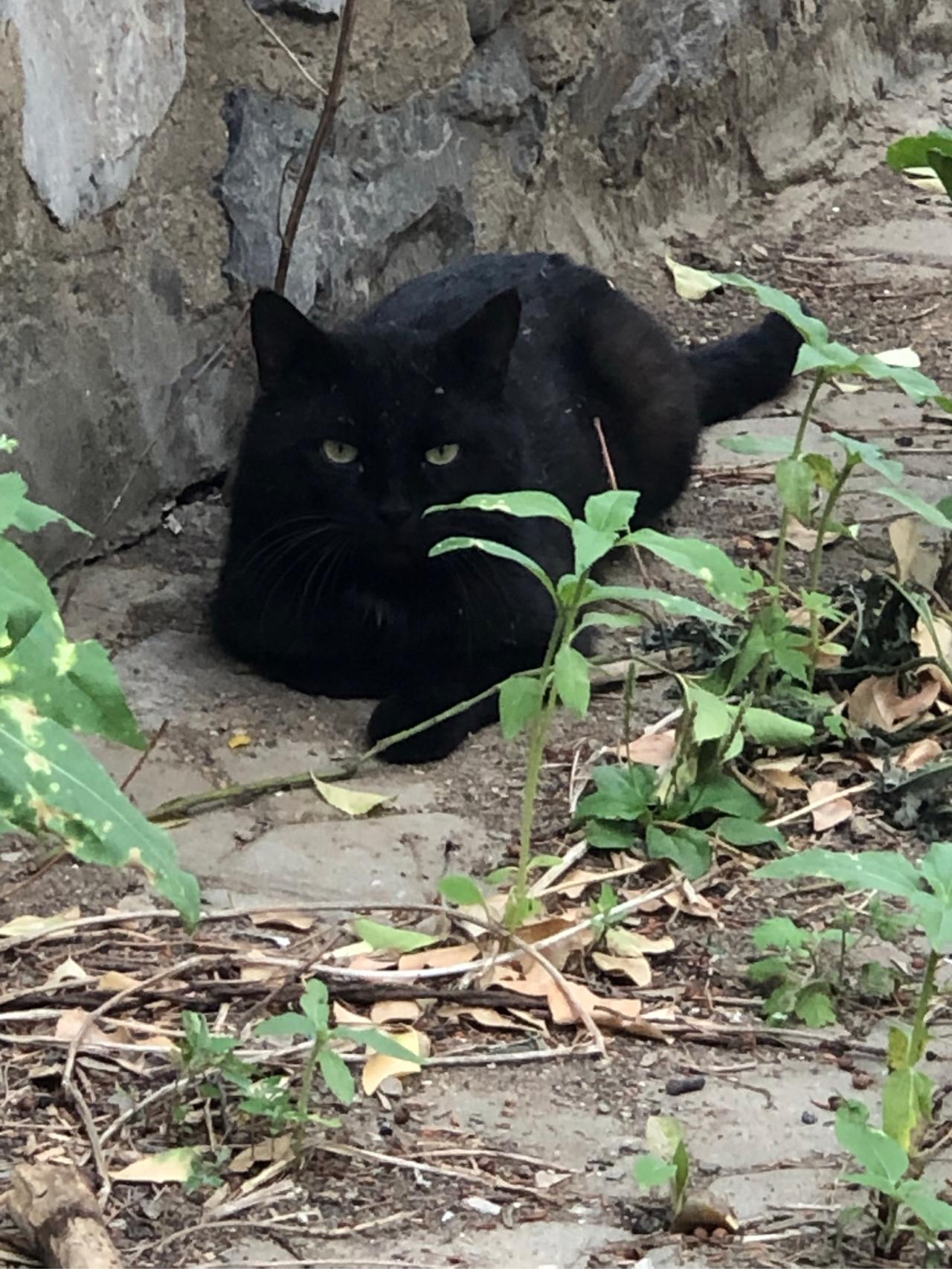 那些对流浪猫赶尽杀绝的人，你们不觉得惭愧吗？
2025年11月初，杭州一个老旧居