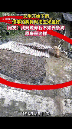 “怪不得‘养你还不如养条狗’原来是真的！”广东一女子把玉米晒在院子后就下地干活了