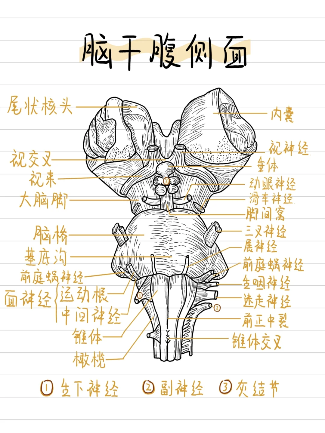 脑干腹侧面