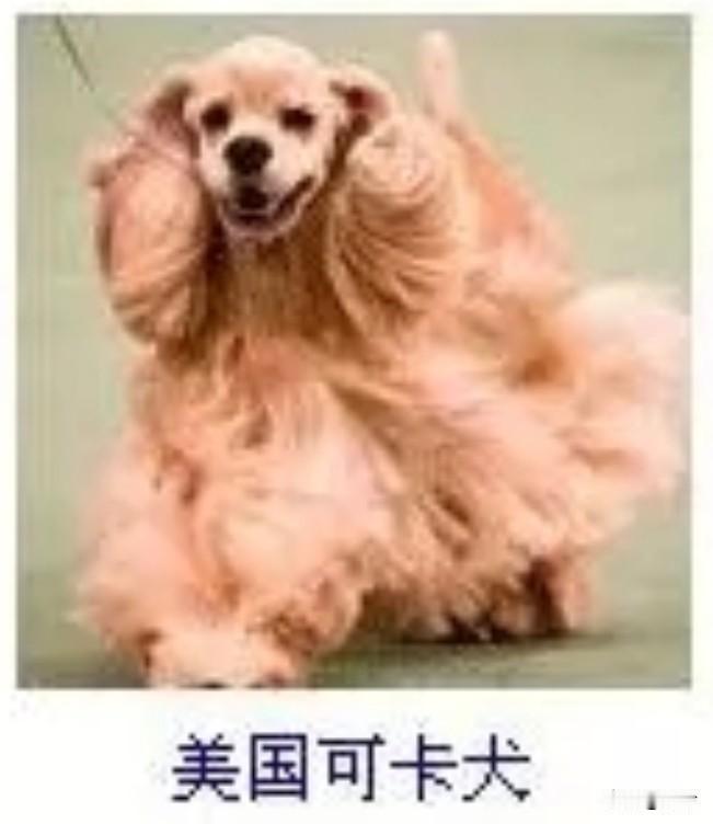 菩萨蛮44·美国可卡犬
       茸毛软似春云叠，垂耳轻摇如染蝶。眸若浸冰泉
