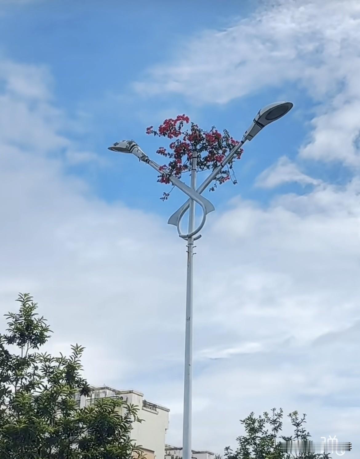 这是三角梅长在路灯上，
走完了漫长幽暗，那就灿烂吧 。
向阳而生，热烈绽放‼️