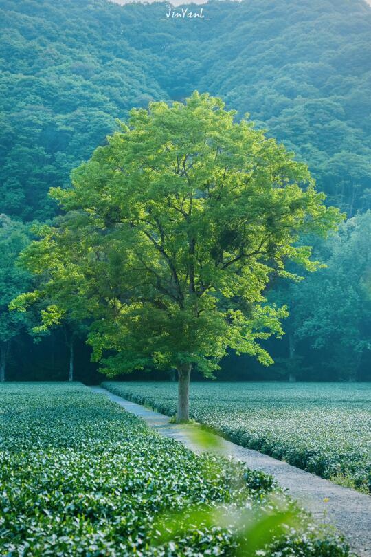 💚建议感觉能量低的人都来这儿交换能量…🍀