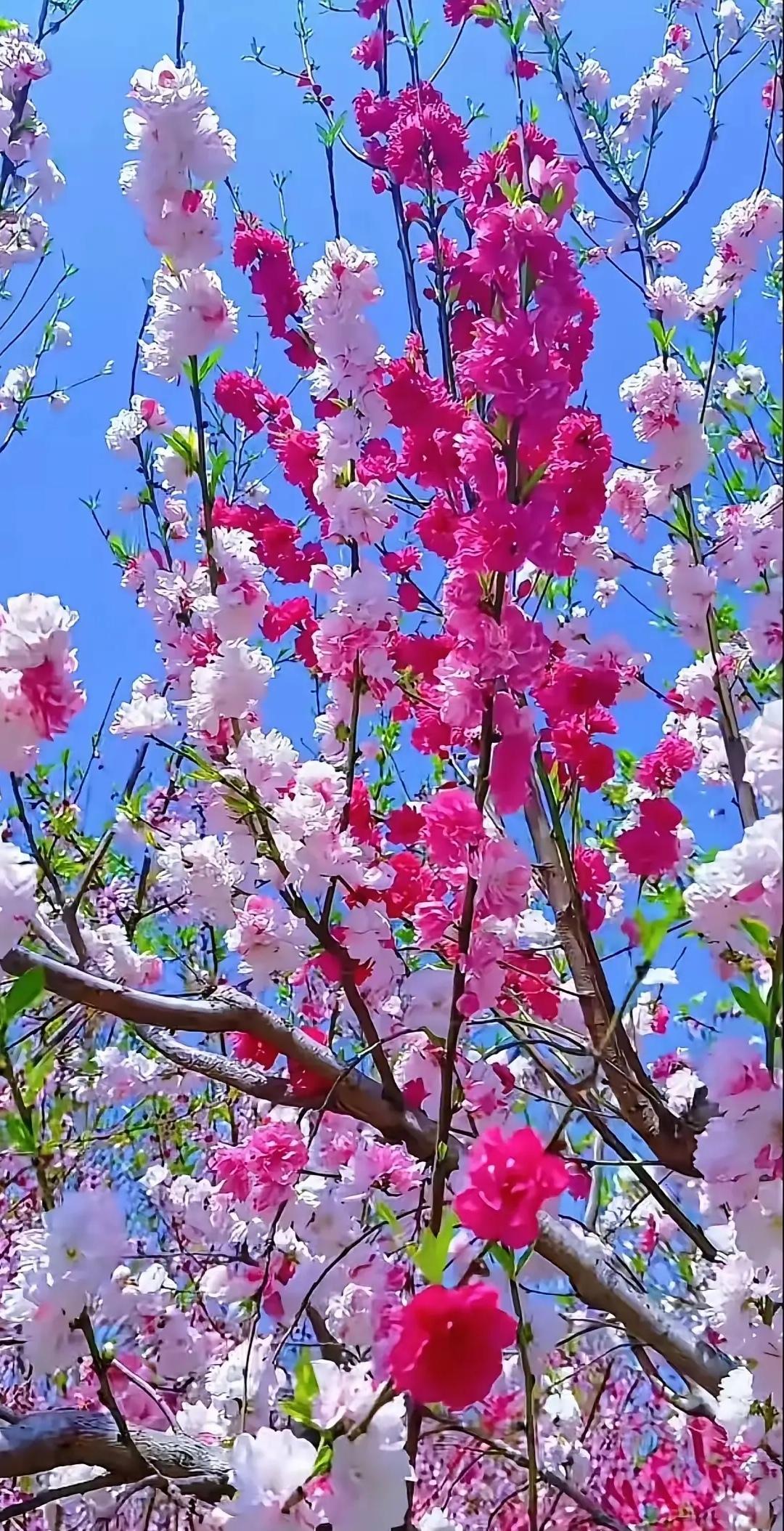 下联:风吹万柳柔。

对对联，并不容易。
需要照顾到上下句的平仄和对仗。一句话就