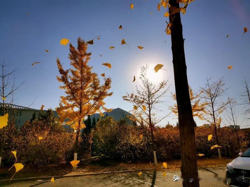 看到“秋风解叶千山冷”这个上联，瞬间感觉秋意扑面而来，透着股清冷孤寂。秋风扫过，