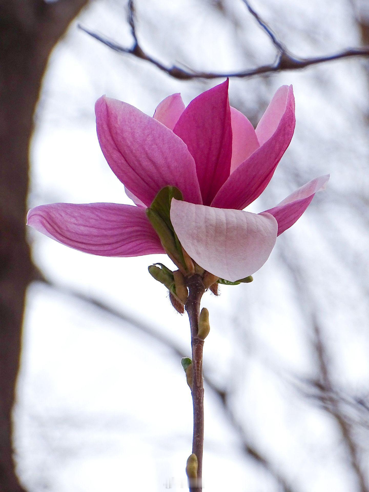 小菌 早安朋友们春天的玉兰花很美 沈阳