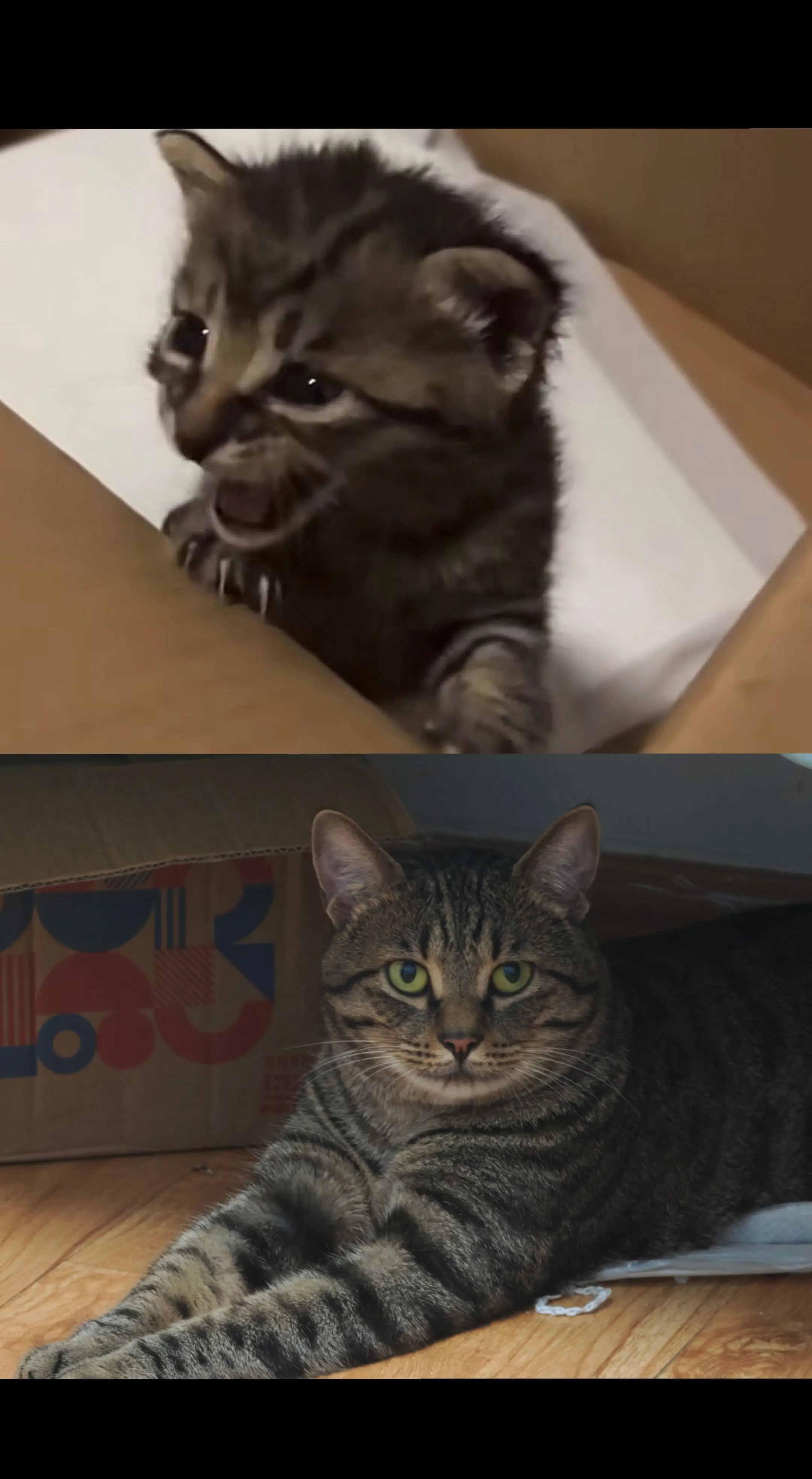你捡到的小猫后来变成什么样子了？