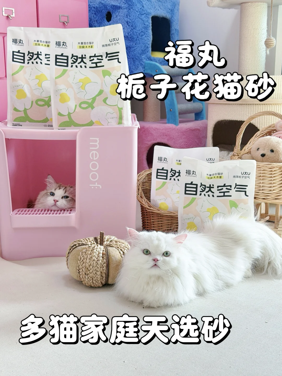 🐱5猫家庭｜终于找到本命混合砂了！！