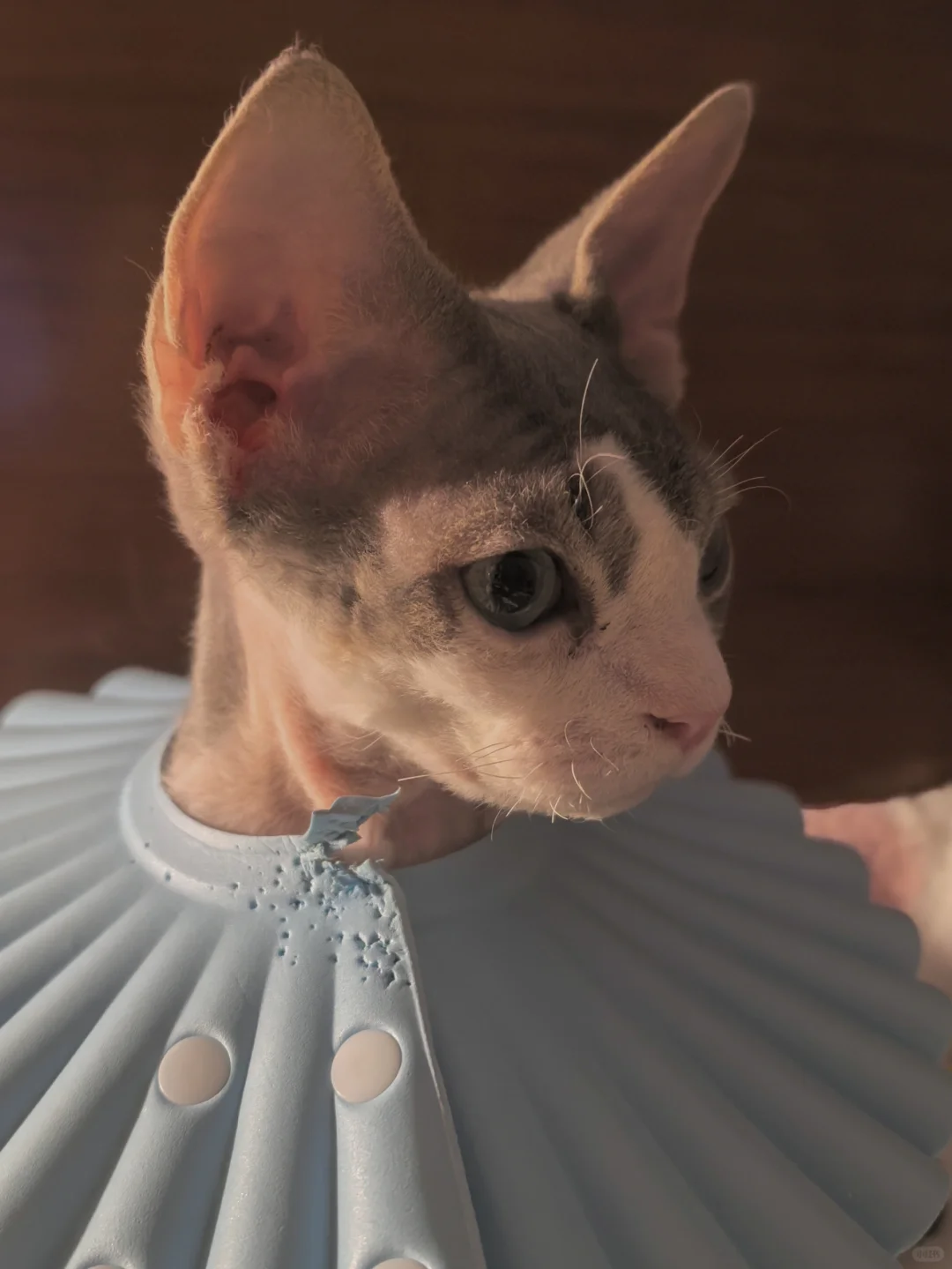 细猫还瘦需要轻便头套