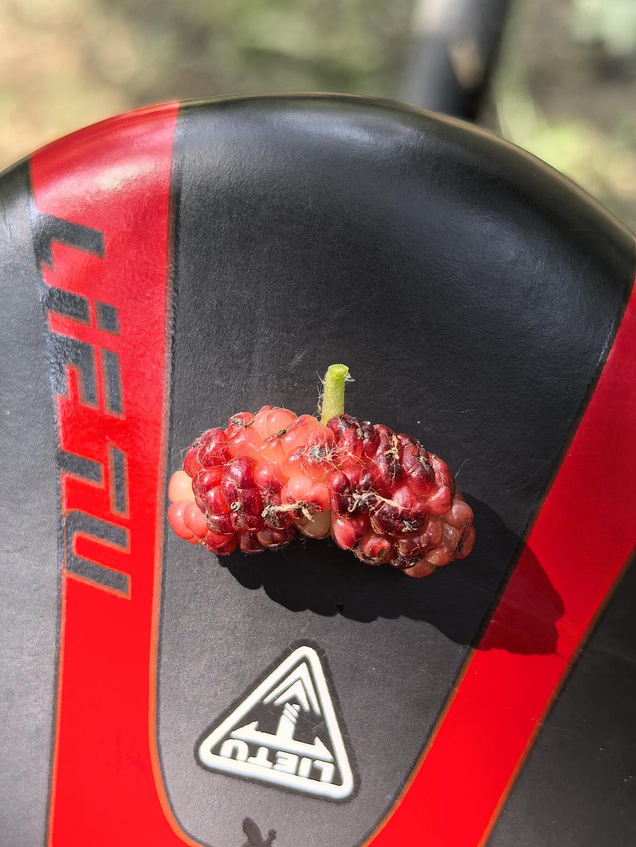 有见过这样的桑葚果的吗？
熊岳忆江南的大院子里有几棵桑葚树，每到5月末6月初，桑
