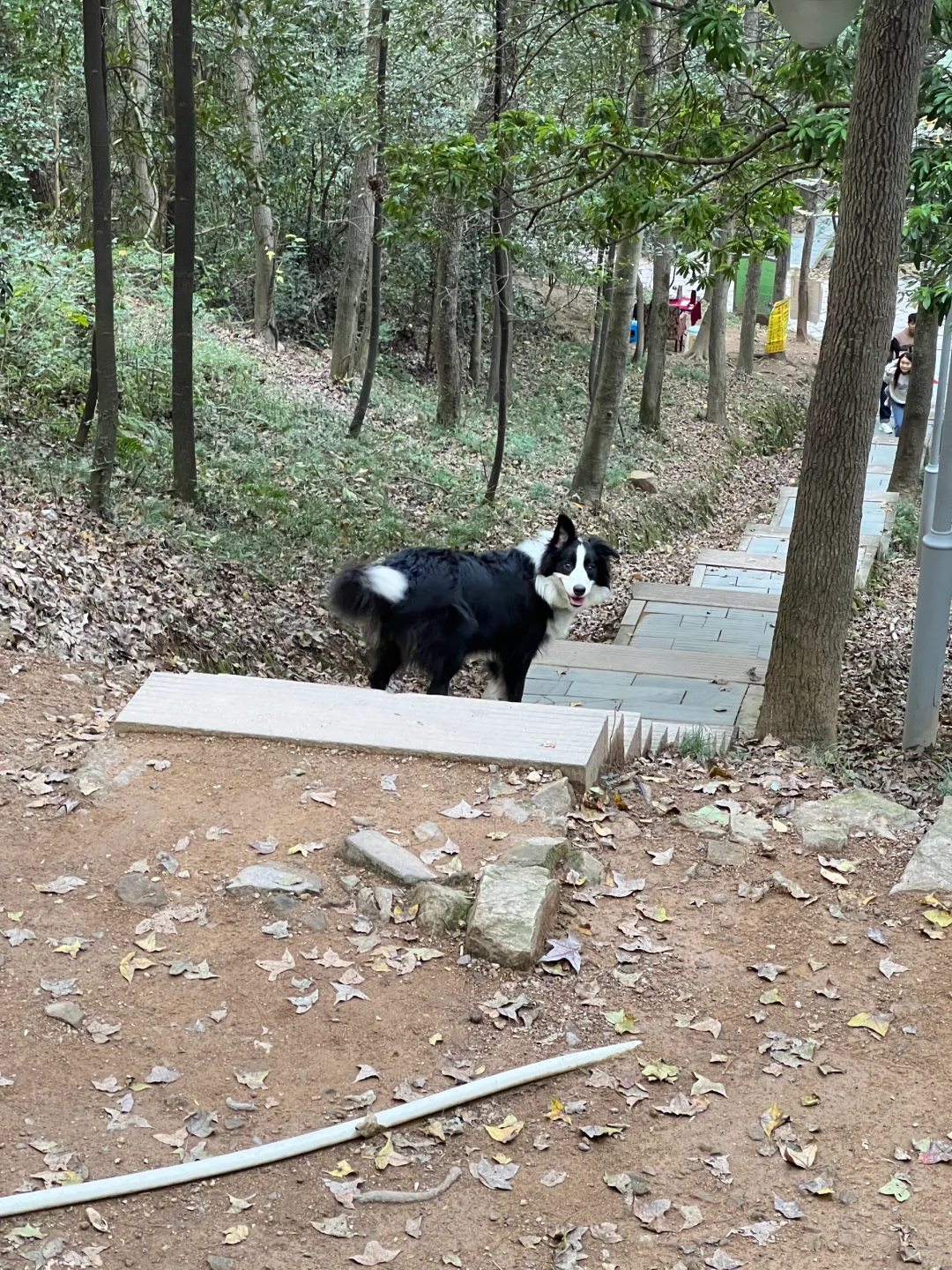 小狗天生属于户外🦮