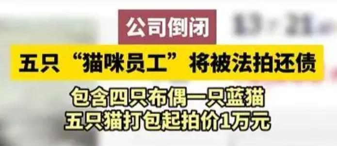 见过法拍房，法拍车，你见过法拍猫吗？福建南平一家公司倒闭，5只曾经的办公室团宠被
