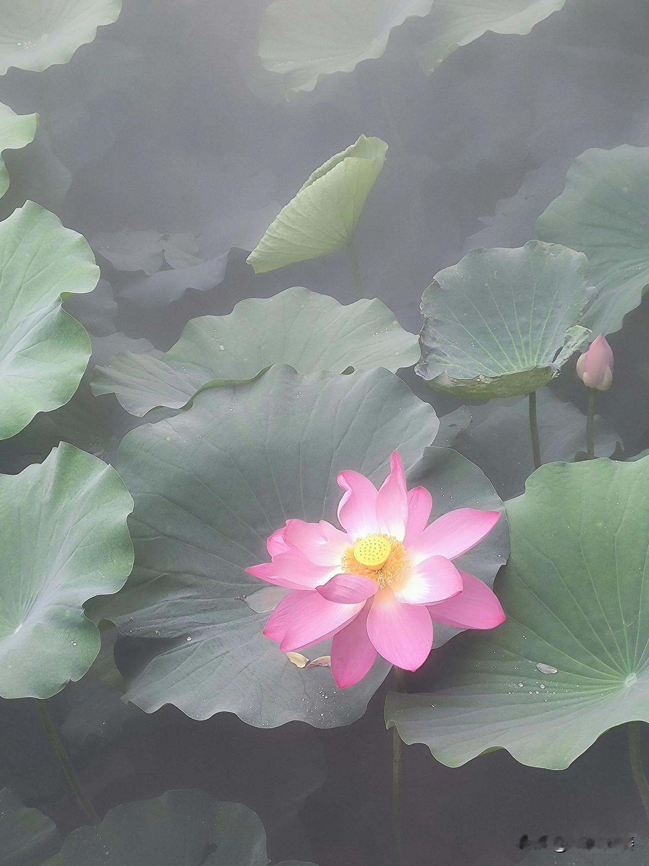  晒图笔记大赛 
雾隐莲池，赴一场仲夏瑶池之约

仲夏的保定古莲花池，水雾缭绕，