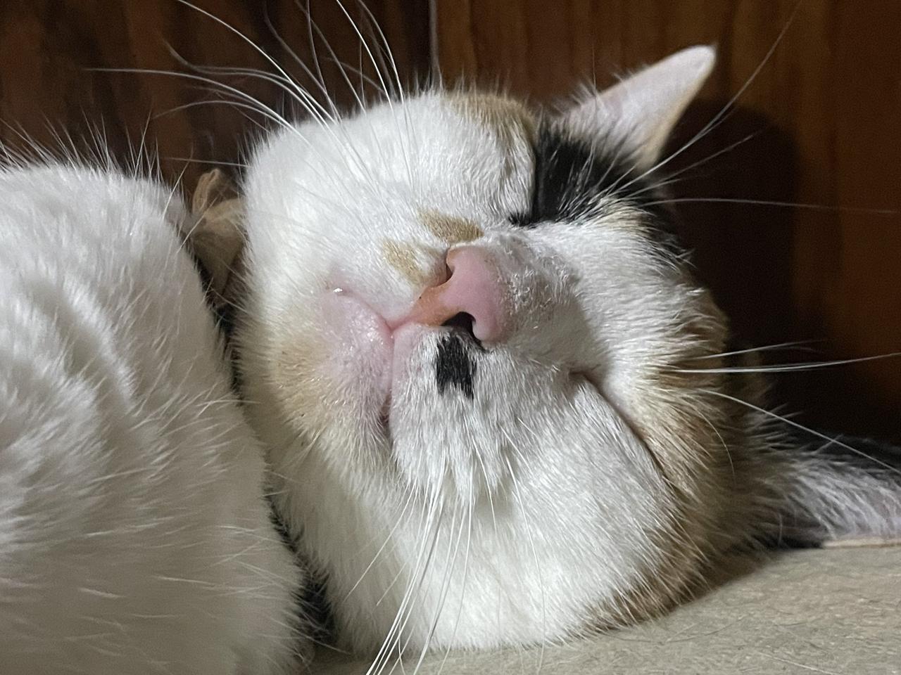 实在太可怕！日本一名女饲主养了9只猫咪，经常在推特（Twitter，现更名为X）