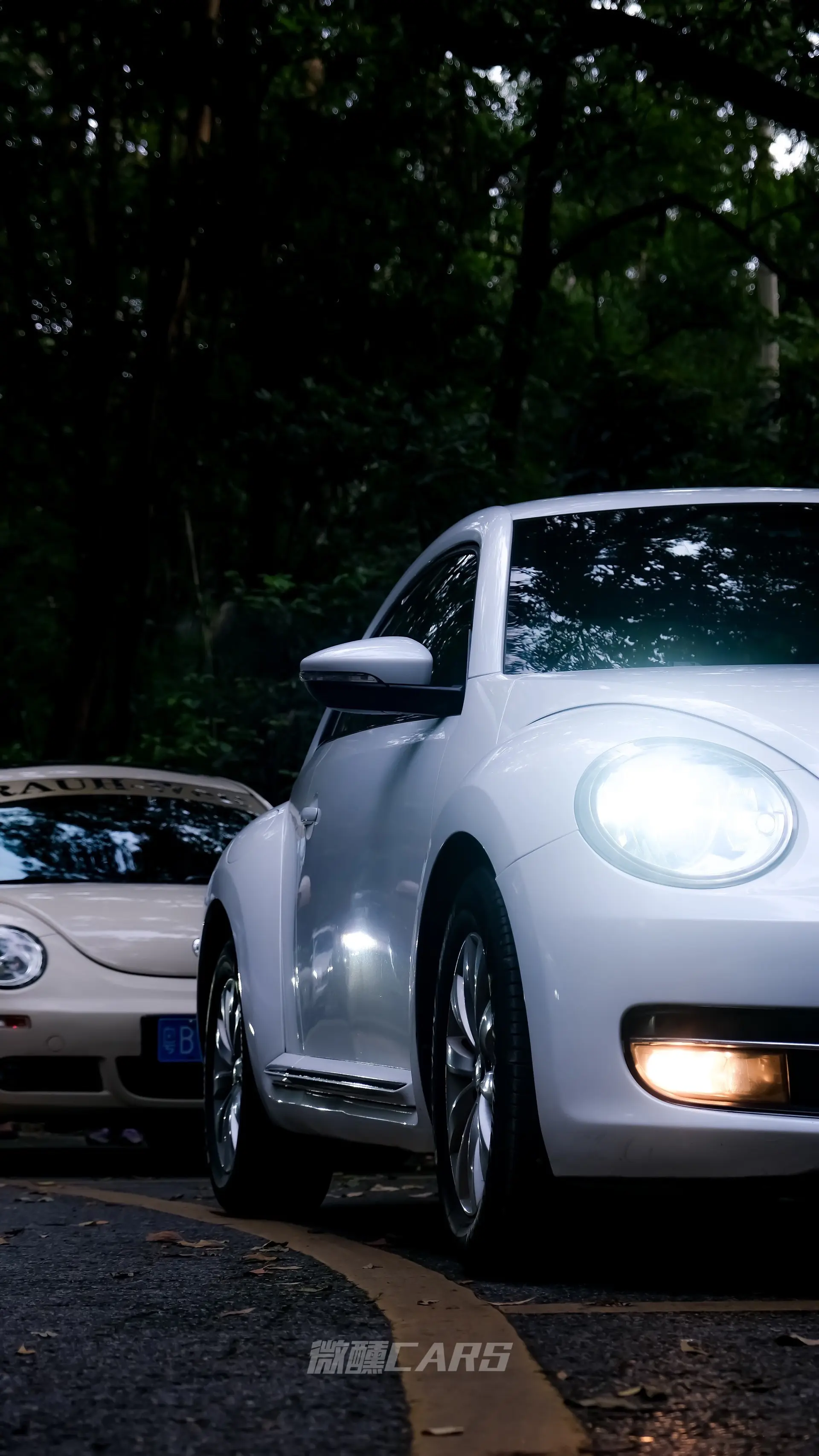 森林里的Beetle.