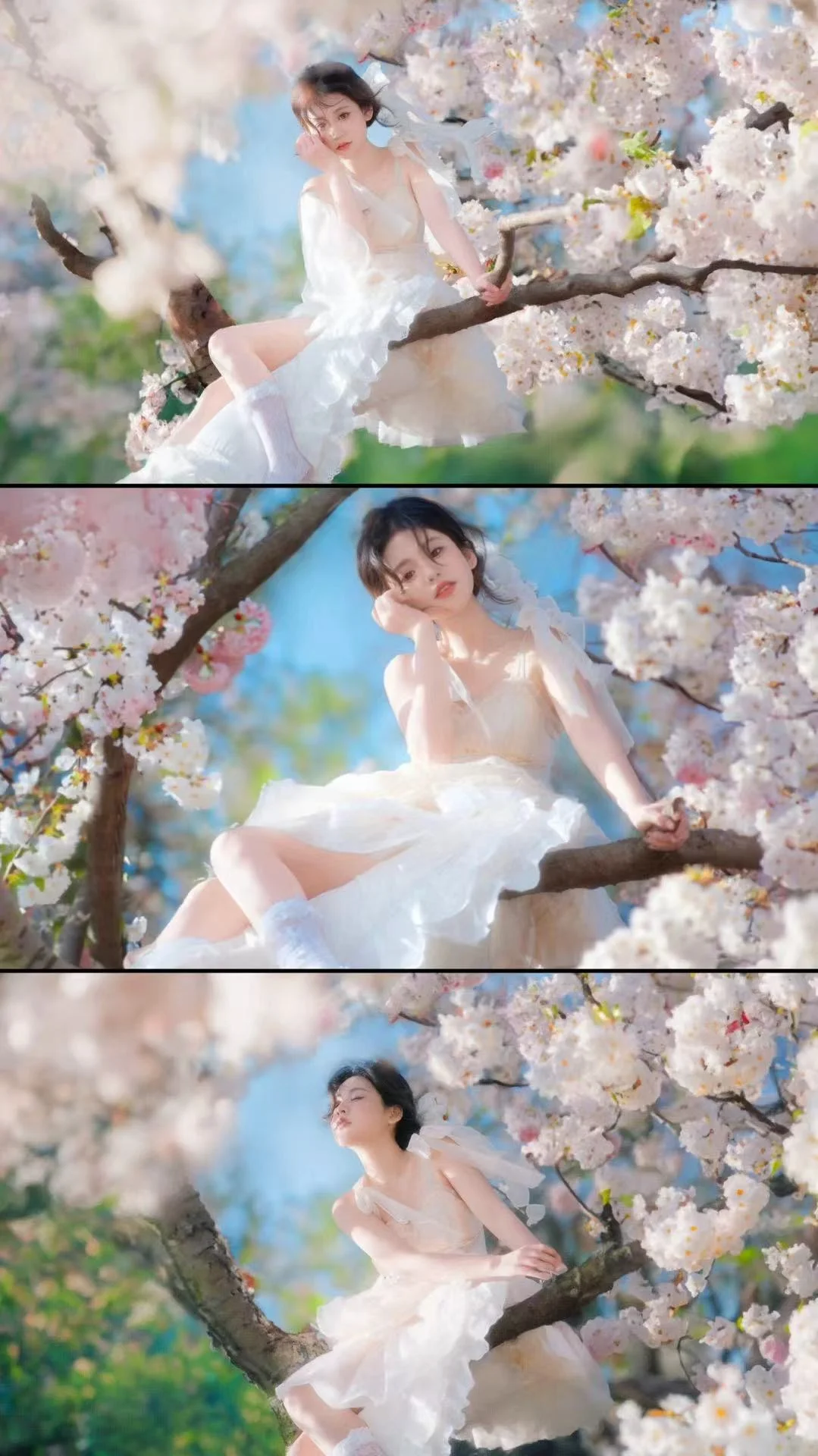 成都白樱开啦🌸快来拍！