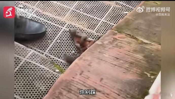【乐山大佛脚下松鼠被男子活活踩死 游客：是工作人员 还说松鼠是害虫】男子踩死松鼠