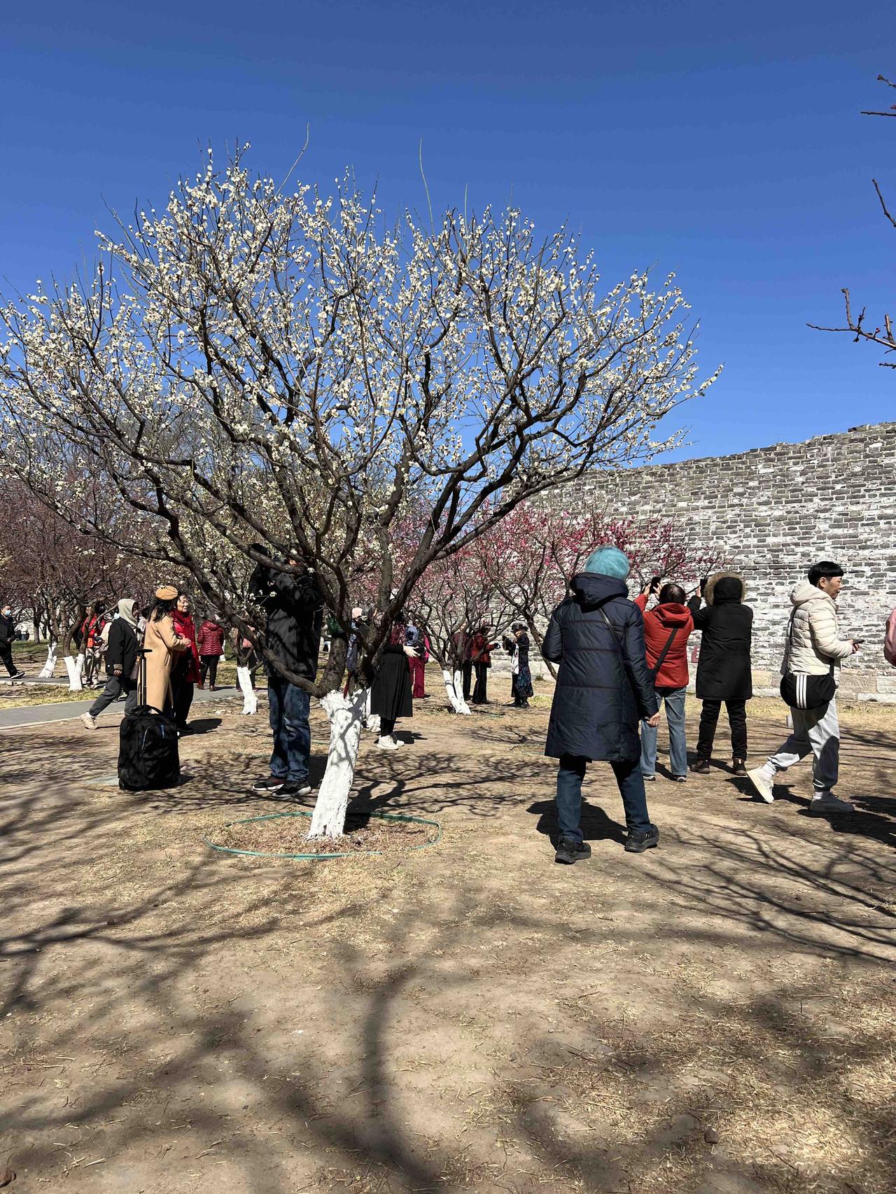 明城墙遗址公园的＂梅花节＂被打扮得花花绿绿，彩旗飘飘，还摆起了杂货地摊。廊道两侧