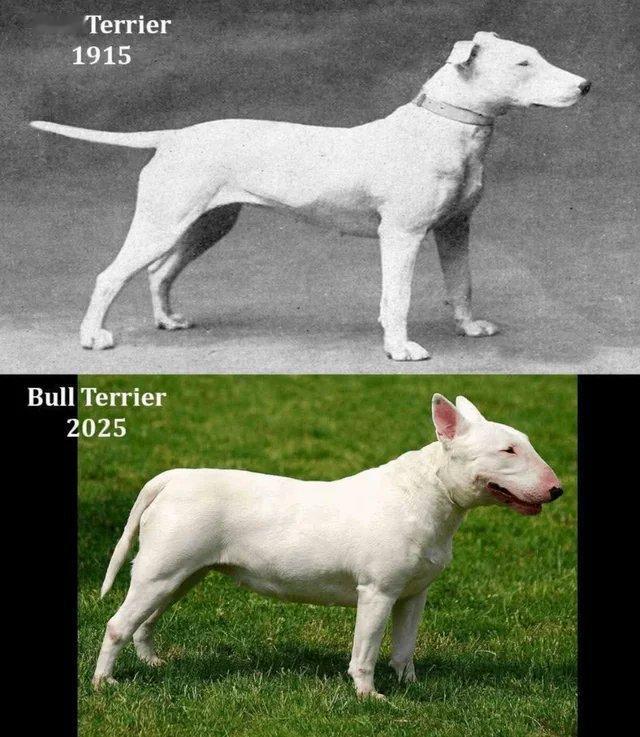 100年间牛头梗的变化 