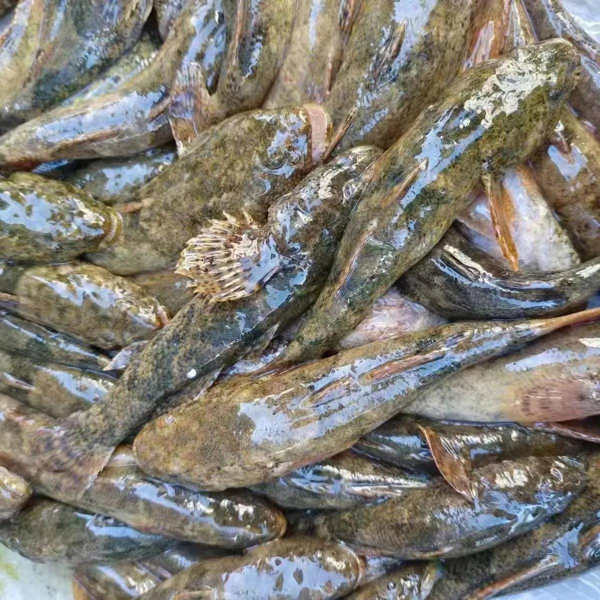 王孟英认为鱼普遍动风，但䱂鱼（塘醴，笋壳鱼）病人可以吃。网购40多一斤。原文：䱂