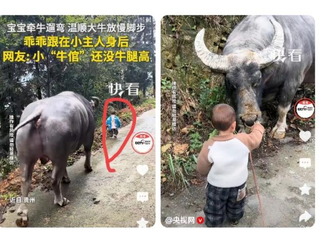 没想到这么平常的一件事被央视转发后居然火了。近日，贵州一个小娃娃放牛的视频火了，