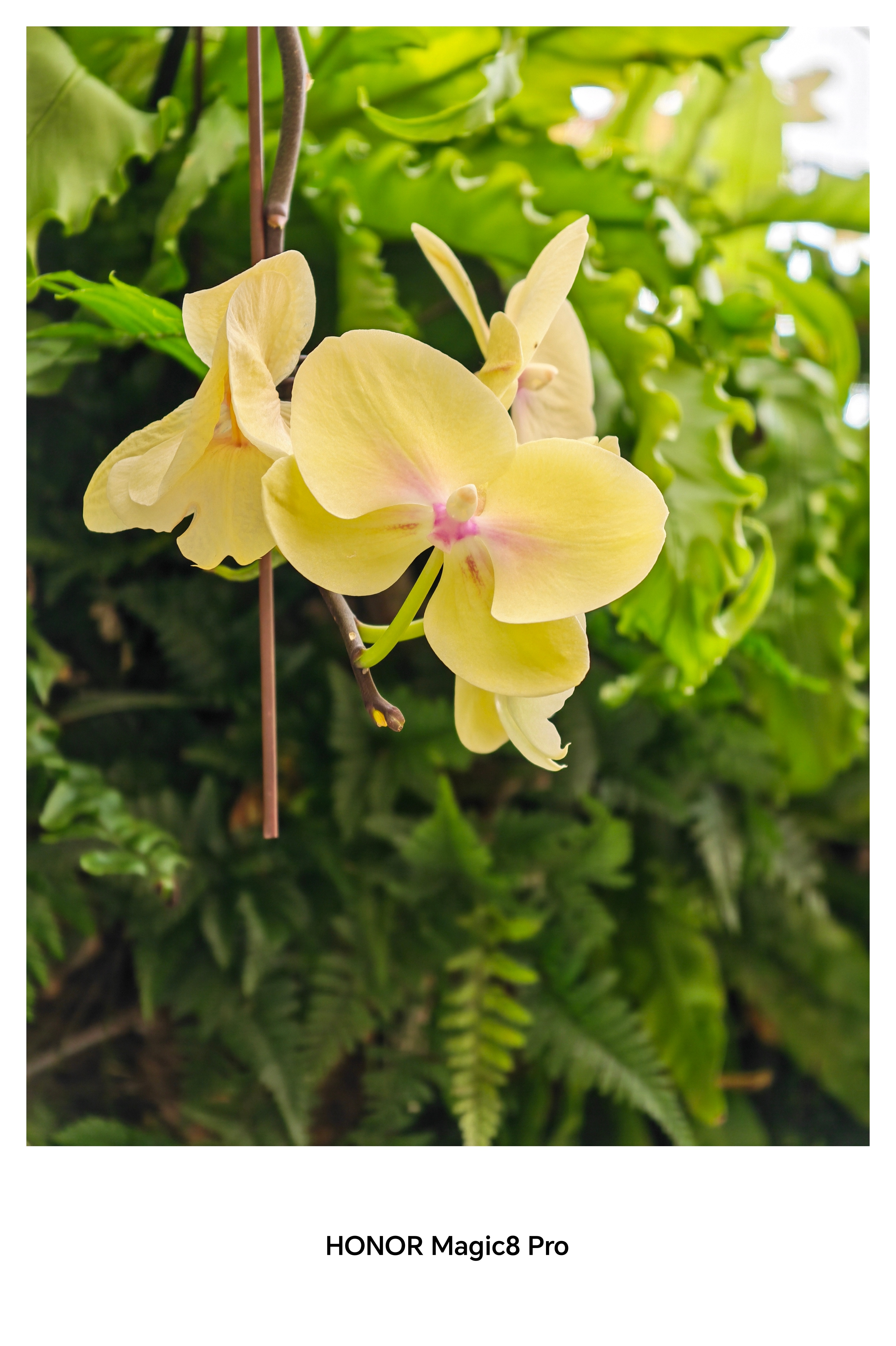 拿荣耀Magic8Pro在太原植物园拍摄的一些照片，盛大春景都在荣耀Magic8