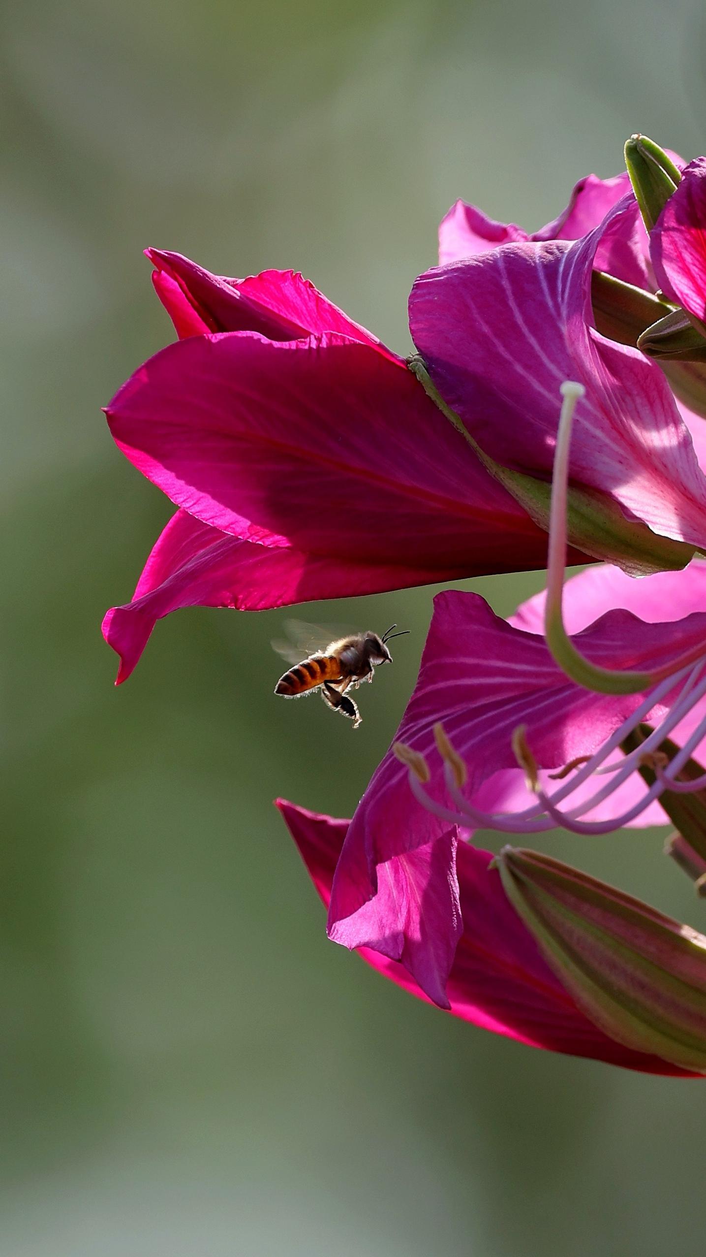 每一帧都是壁纸 花开富贵吉祥 采蜜 拍花成画