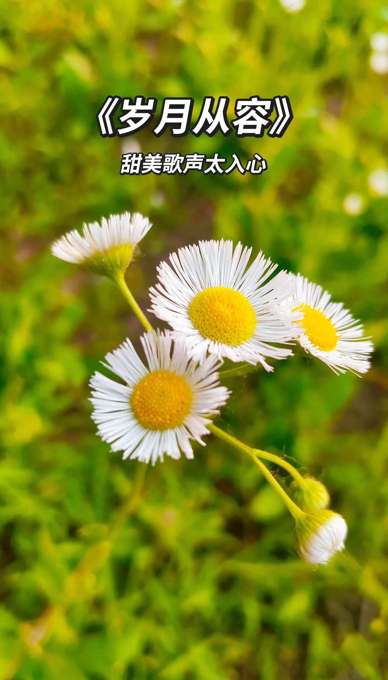 岁月从容 ，看淡世事沧桑，内心安然无恙，岁月自有温柔绵长。拍花也是一种自愈 岁月
