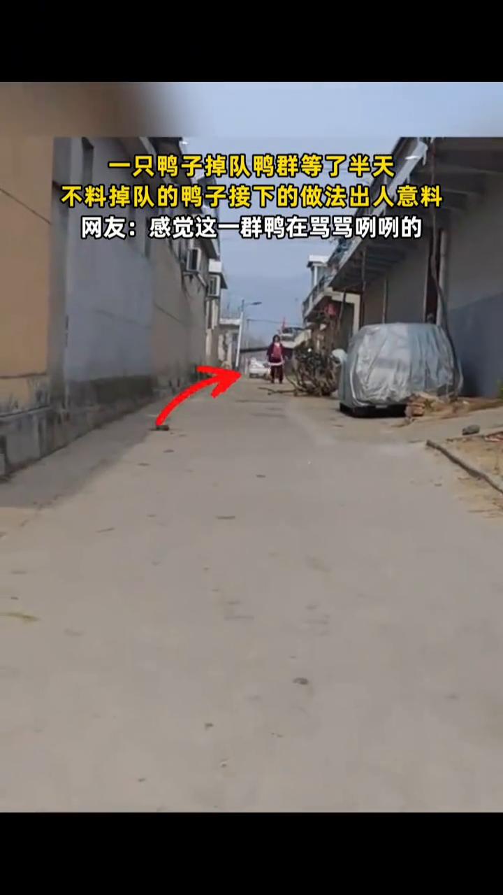 一只鸭子掉队，鸭群等了半天，不料掉队的鸭子接下的做法出人意料。
网友：感觉这一群