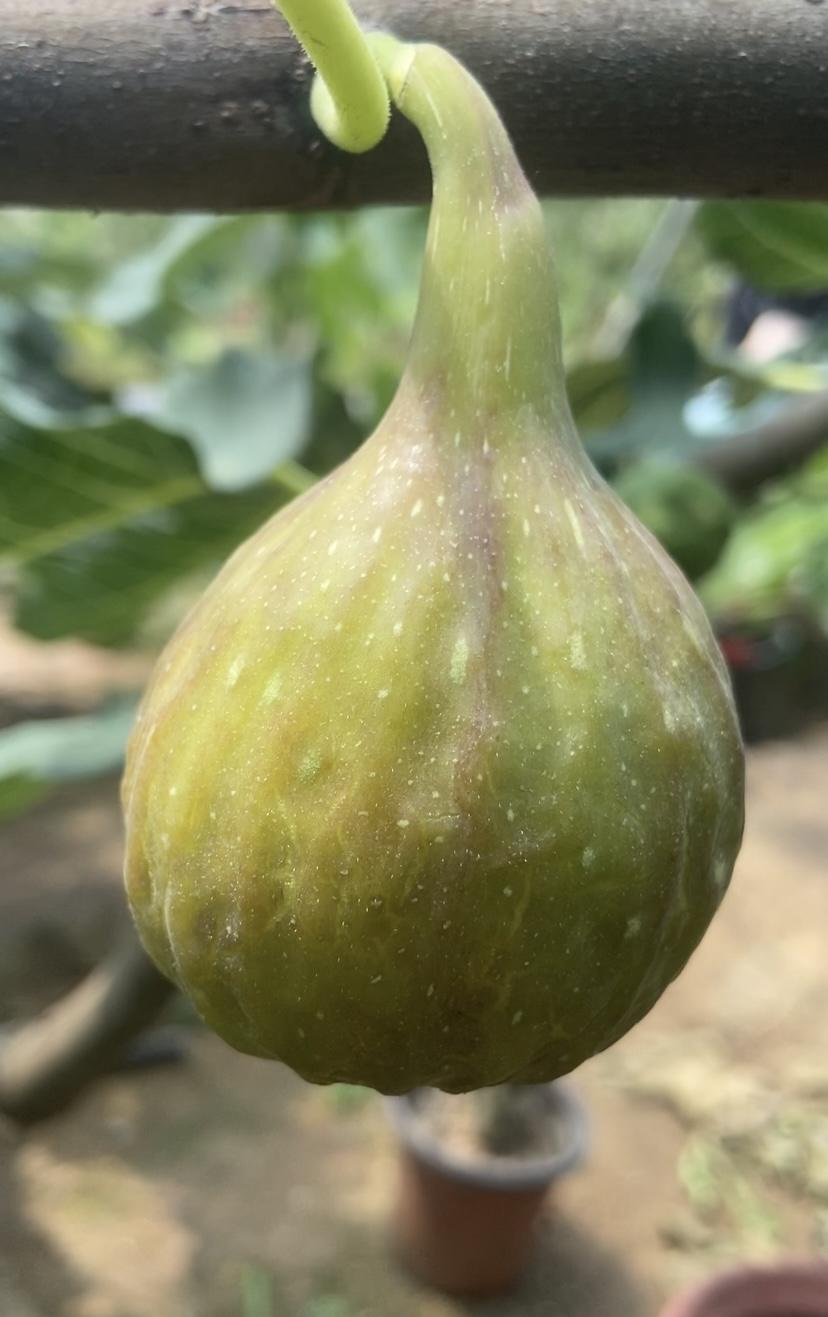 巴劳奈无花果品种真不错！果实个头大，口感更是一绝，软糯香甜，甜度能达到 20 度