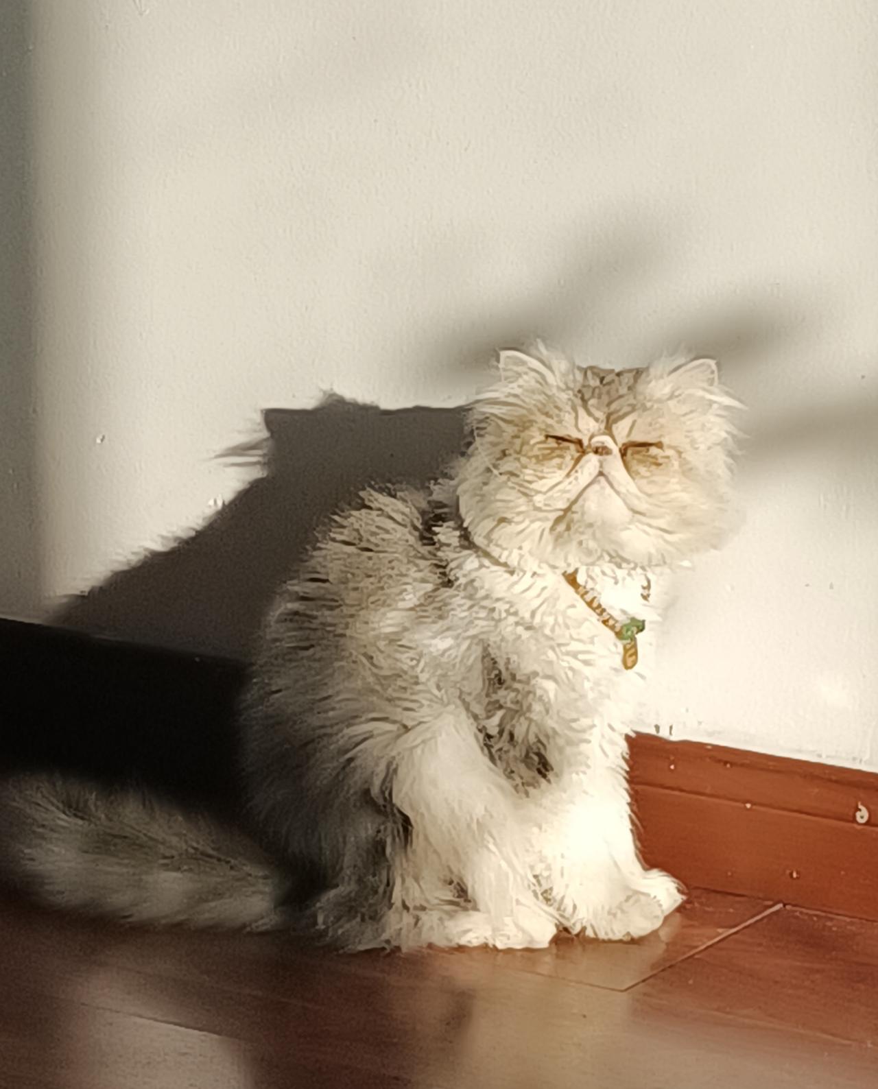 这是我毛儿子，它叫抹布。
就这样一个名字，居然被认识我的，和认识它的都喜爱。
每