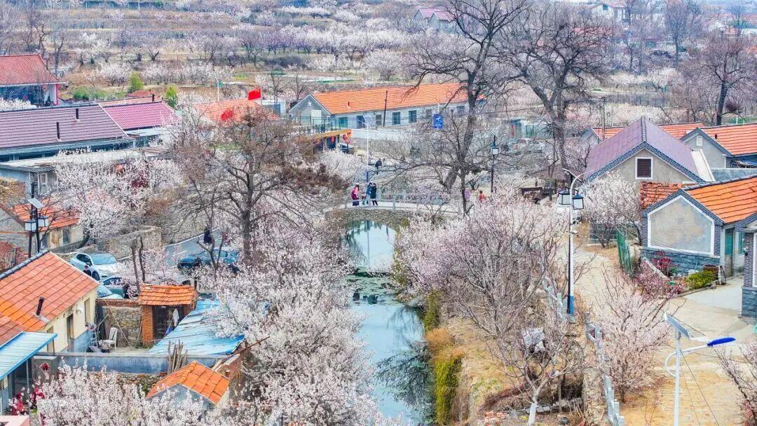 春日生活打卡季3月26日，2026杨家山里青岛市乡村振兴片区第四届田园生活节暨赏