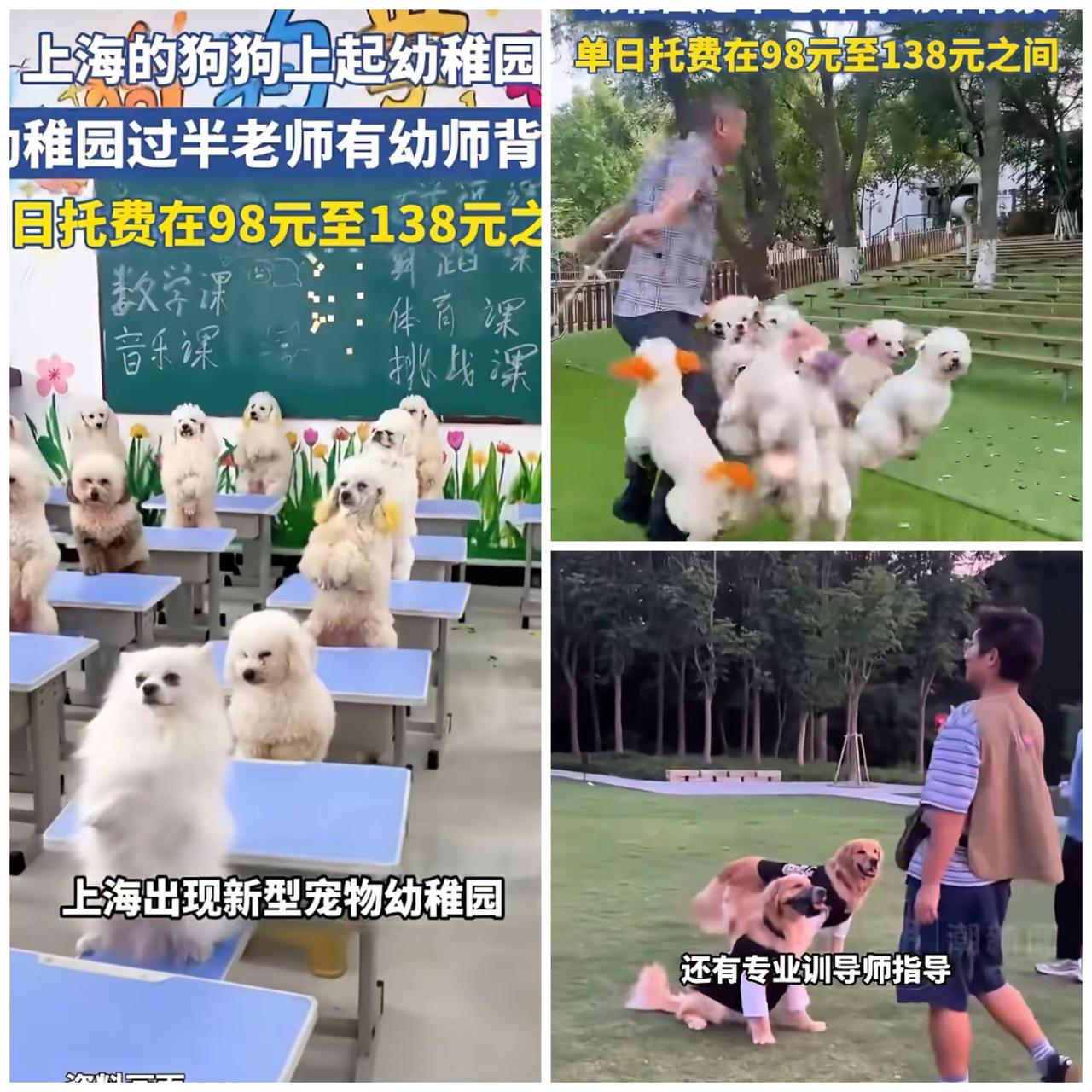 太离谱了！狗狗居然也背起“书包”去上学了？上海一家宠物幼稚园最近彻底出圈，课程表