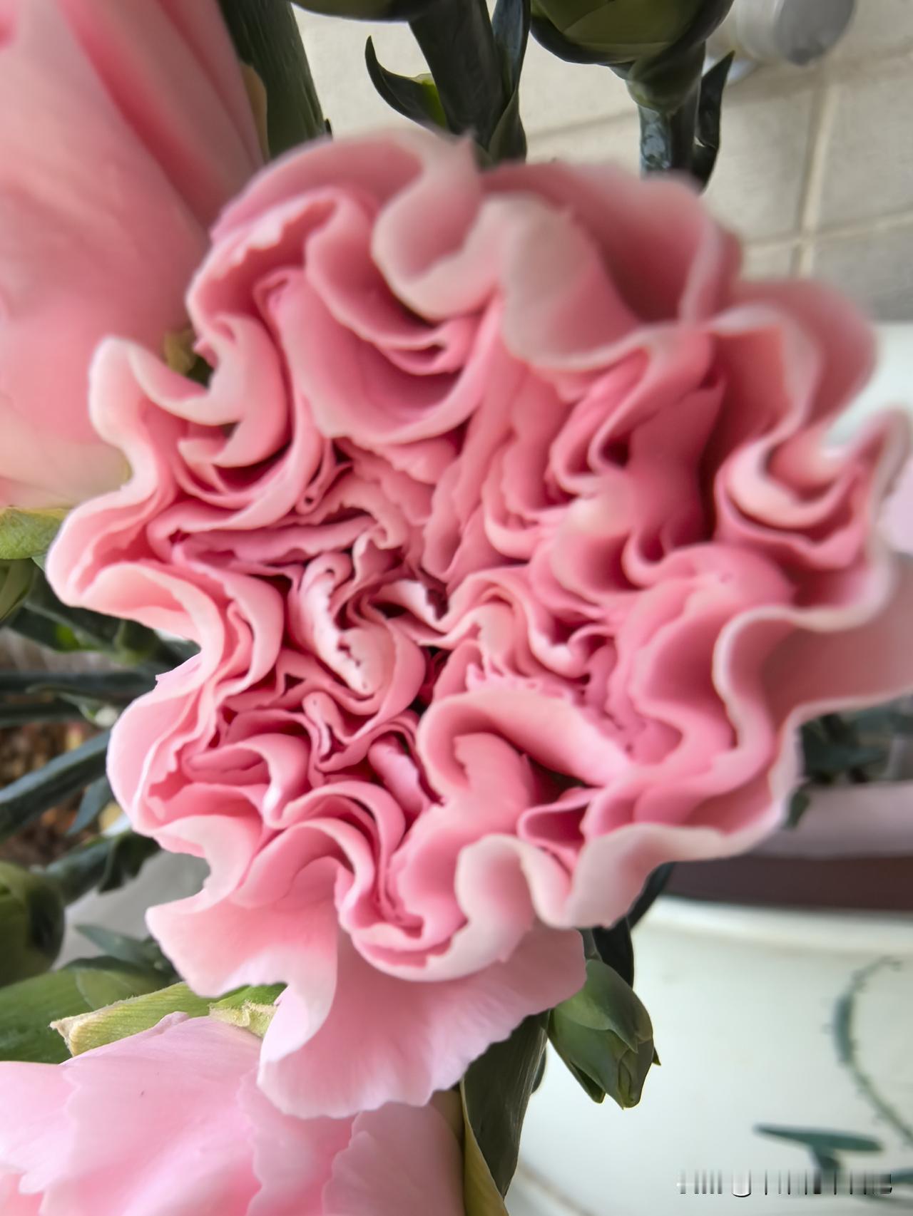 康乃馨

花儿正绽妍丽姿
敬献慈母一片情
感恩之意诚又美
祈愿您福寿长绵

祝所