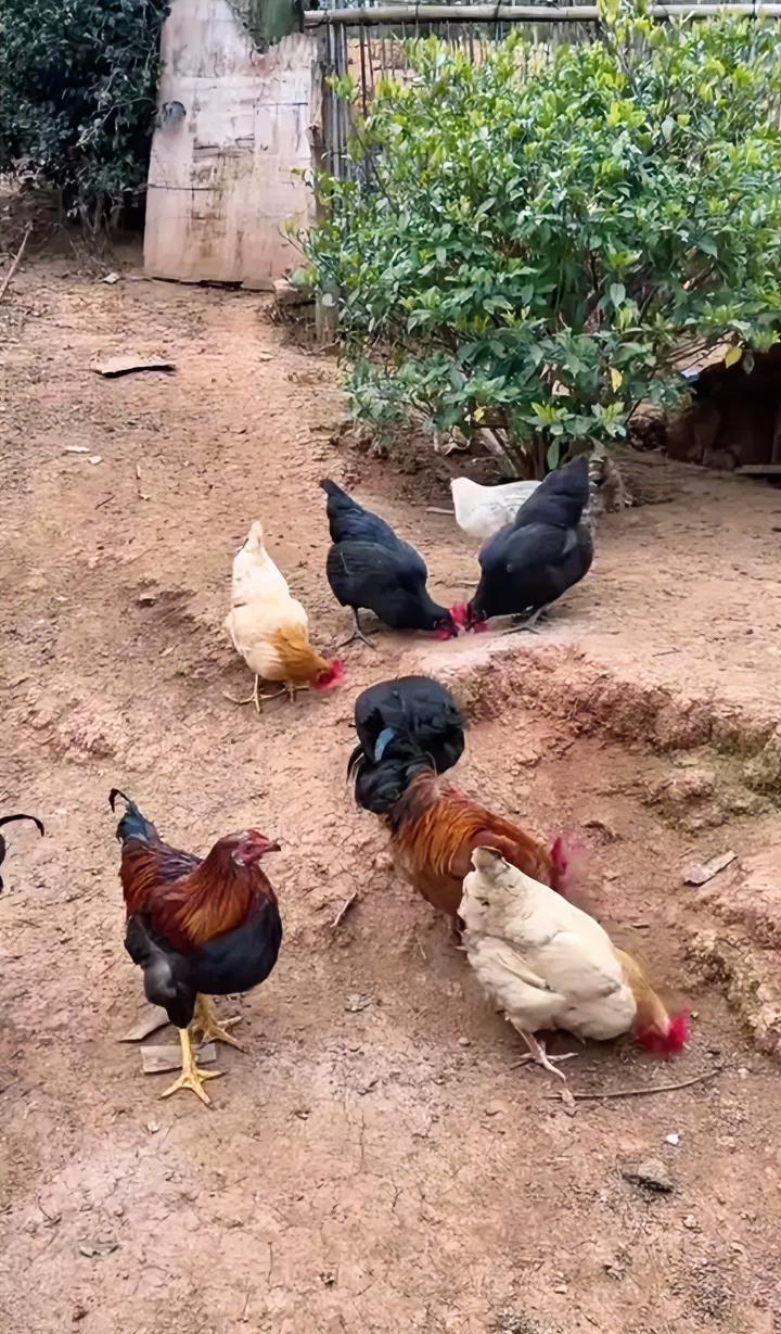 一百块钱买不到4只土鸡，竟然有人不相信。
一位湖南博主自家养了很多土鸡，近期她发