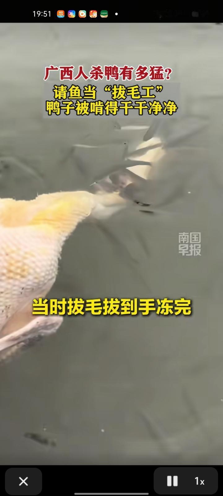2月14日，广西百色。男子杀鸭拔毛到一半，直接把鸭子扔进河里，请小鱼当“拔毛工”