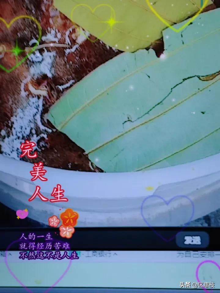 夏日生活打卡季 夏日吃东北荞面血肠，那叫一个爽！想起之前看到的东北杀年猪场景，翠