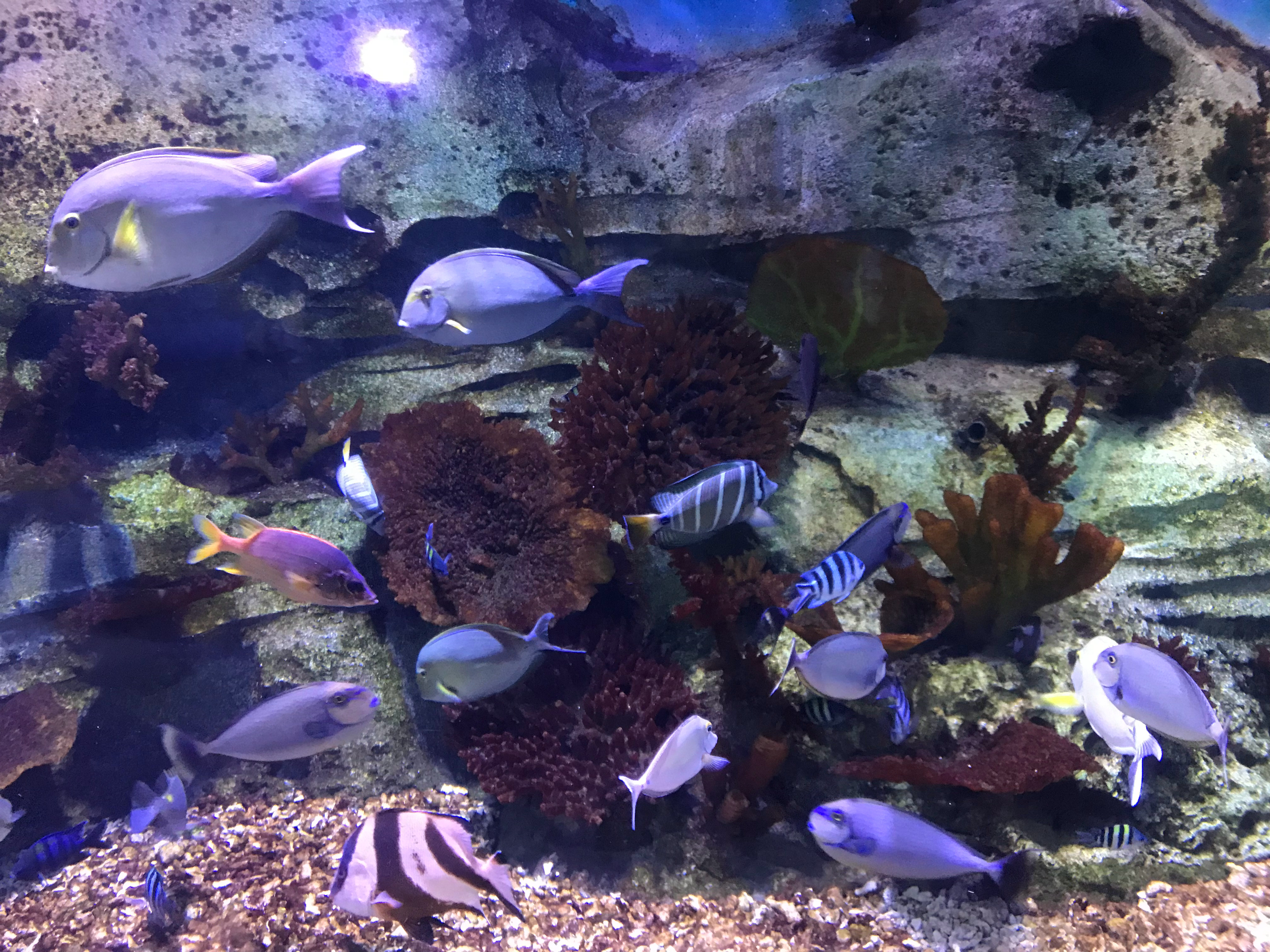 水族馆 没事就看鱼 海宁·下沙冰雪海洋世界