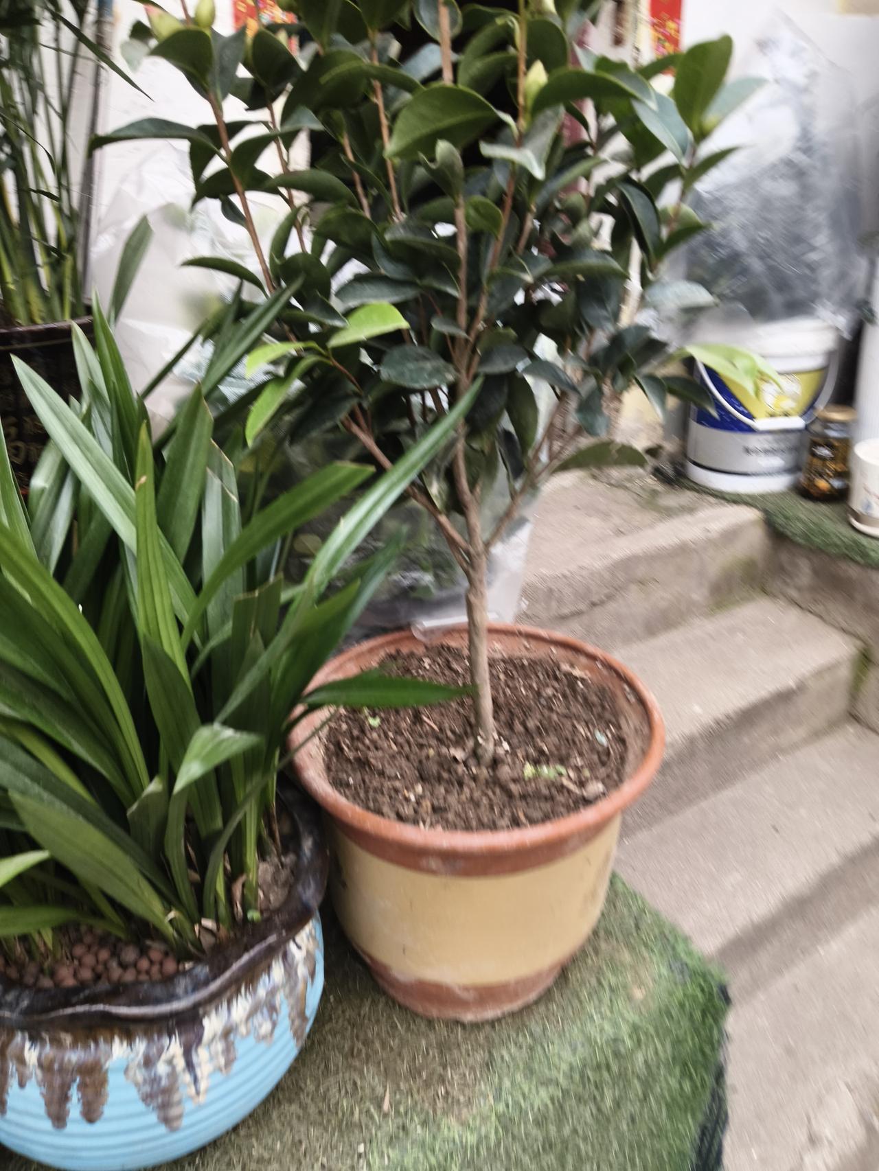 天南地北大拜年春天来了，卖花的生意火了。这一盆就得20块钱，在抖音上卖也就三两块