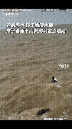 坑爹！广东珠海，主人带着宠物鹦鹉一起去海边游玩，结果鹦鹉一不小心掉进海里，孩子哭