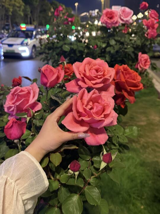 来昆明了。。差点没管住自己的手。。。。😭😭😭