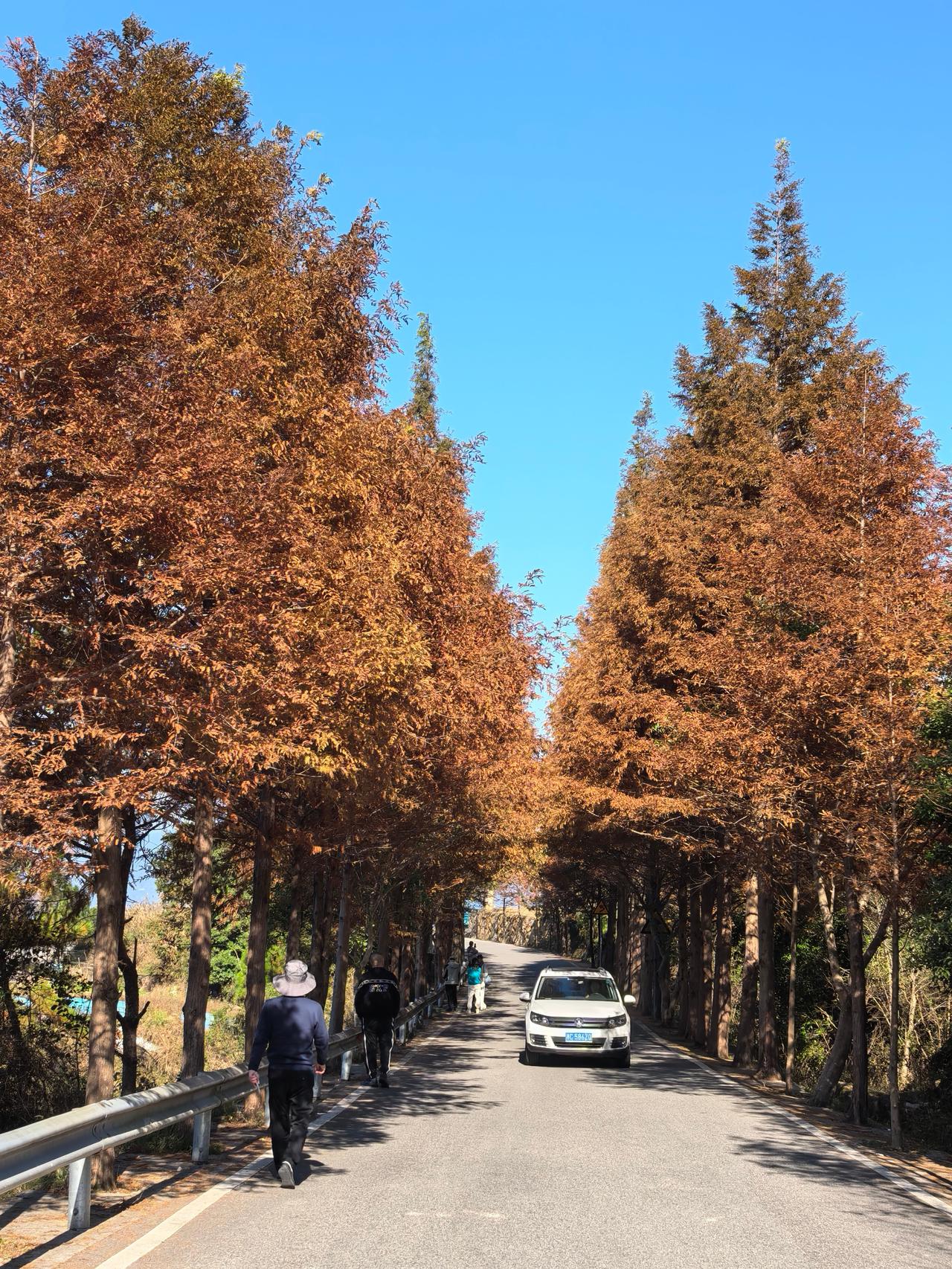 人生短暂，活在当下。初冬景致，杉树红、银杏落叶、柿子熟了挂满枝，秋色可餐。大自然