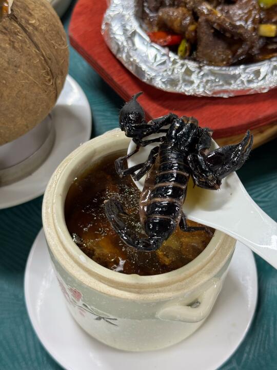 震惊‼️吃到了蝎子汤～真不愧是啥都能煲汤