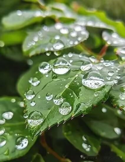 小雨洗晨
 
小雨洗晨，轻烟笼岸。疏枝沾润清光漫。晓风软软拂帘栊，庭前落尽零星瓣