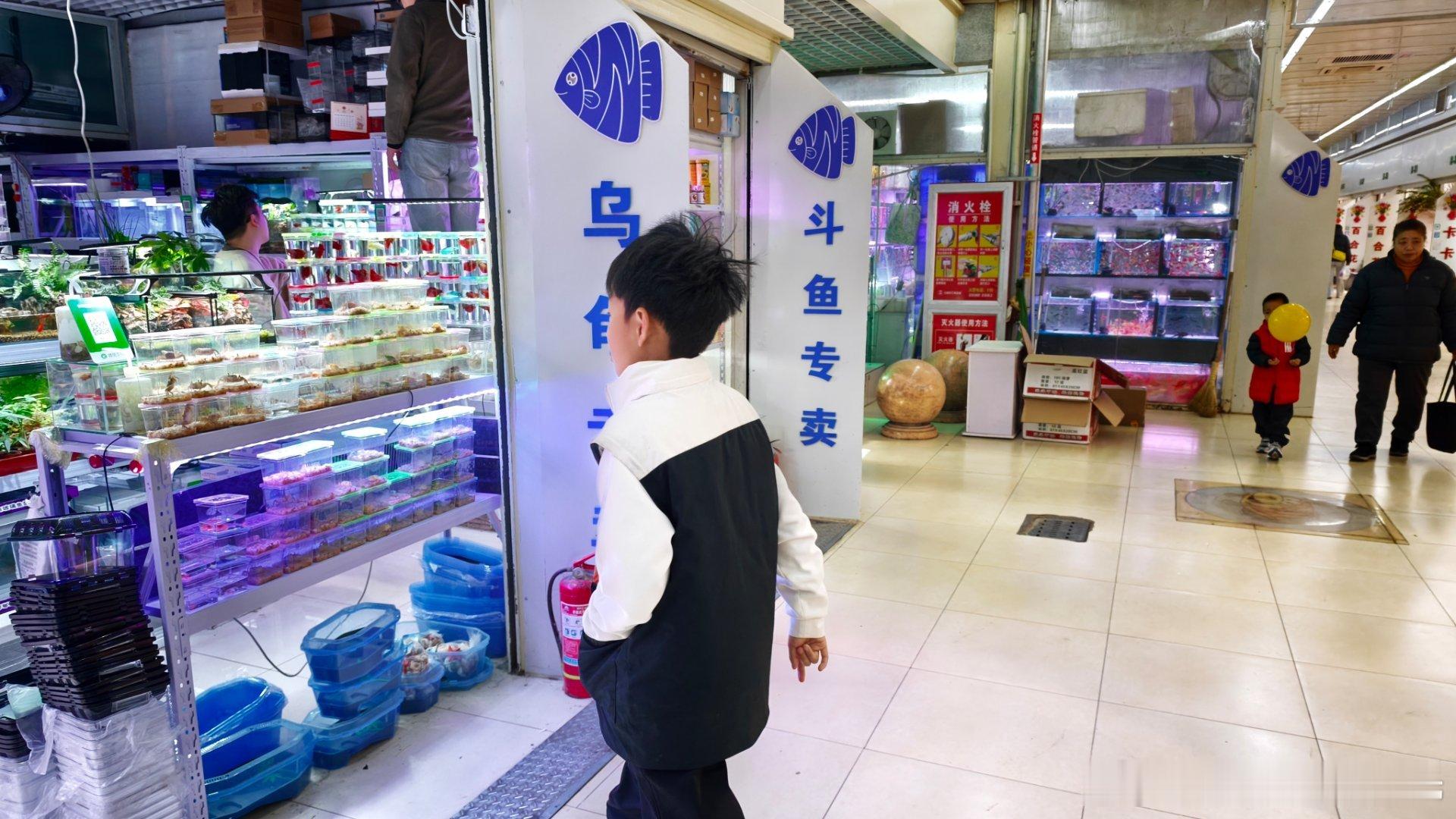 给大家播报一下我养宠物的战绩，螳螂挂了一个(本来就快到寿了)泥鳅挂了两个(卷到造